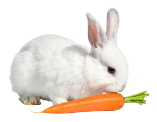 White Rabbit Leaning Forward Sniffing Carrot, Side Angle, isolated PNG