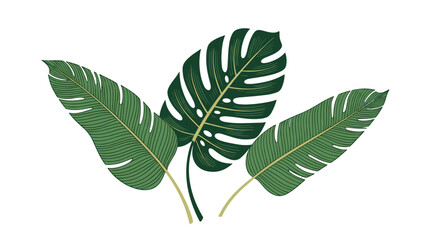 Botanical illustration of lush green tropical leaves, highlighting a popular Monstera and two broad, elegant banana-like fronds on a white background.