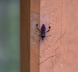 crawling bug
