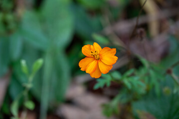 orange flower