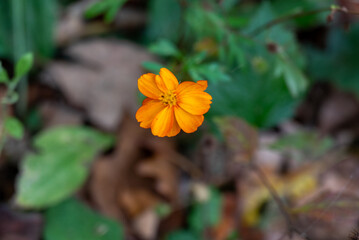 Fototapeta premium orange flower