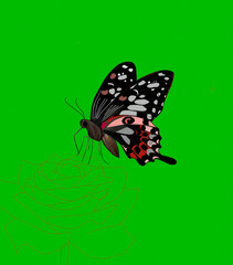butterfly on a green background