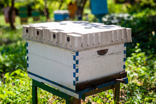 Wooden beehive box in apiary