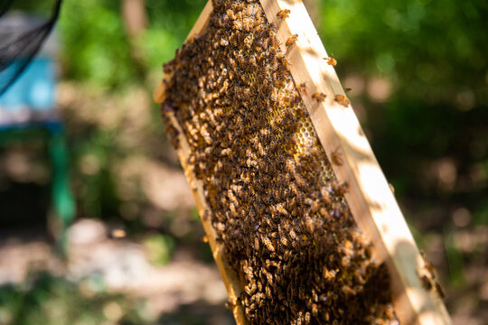 Beekeeper inspecting honeycomb frame with bees