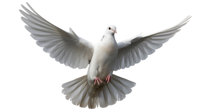 Dove flying with message parcel symbolizing peace and communication isolated on transparent background - Powered by Adobe