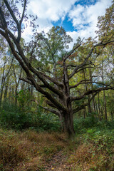 maryland's champion white oak