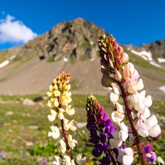 Colorful Lupine Flowers in a Mountain Meadow