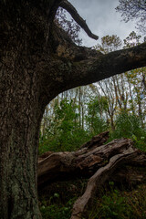 white oak details