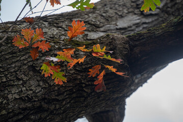 Obraz premium autumn leaves