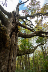 maryland's champion white oak