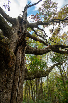 maryland's champion white oak