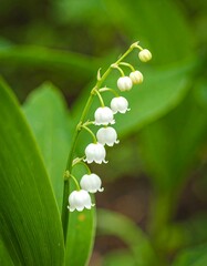 Delicate white lily-of-the-valley blooms on green!