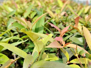 Lush close-up of colorful new plant growth featuring vibrant yellow-green and coppery-red leaves, forming a dense, textured natural background.