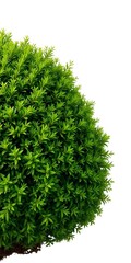 Dense green bush, outdoor nature element, isolated on white background,  green,  garden