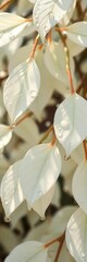 Ethereal white leaves with dew drops shimmer under soft light,  organic texture,  abstract nature