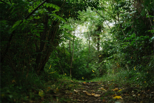 Fireflies Illuminate a Lush Forest Path at Dusk in Summer