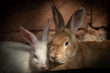 Brown and White Rabbits Relaxing Against Brick Wall