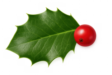 Holly leaf and red berry symbolizing christmas, winter holidays, and festive season decor on transparent background