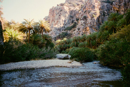 Secluded tropical canyon with palm trees in Greece 