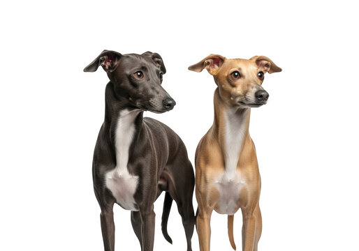 Two whippet dogs standing side by side, gray and tan, looking alert, cute puppies, pet photography, dog breeds isolated on transparent background