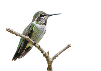 Fototapeta premium Beautiful anna's hummingbird perched on branch stock photo, bird photography, wildlife image, nature, ornithology, birdwatching isolated on transparent background