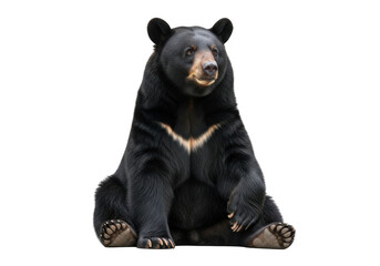 Obraz premium Sitting asiatic black bear ursus thibetanus wildlife animal mammal forest fauna nature illustration image stock photo isolated on transparent background