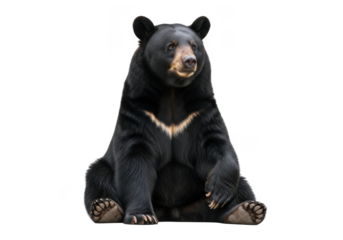 Sitting asiatic black bear ursus thibetanus wildlife animal mammal forest fauna nature illustration image stock photo isolated on transparent background