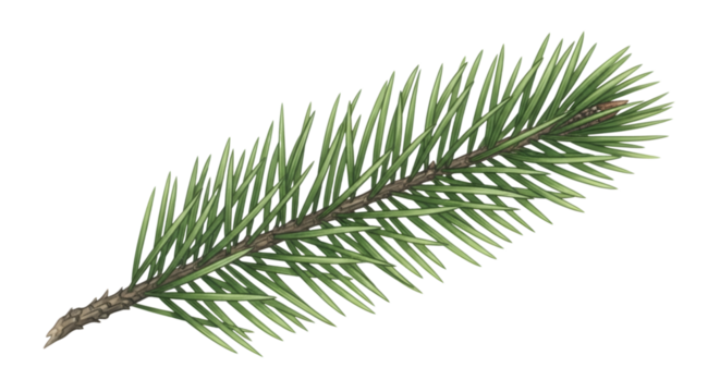 Pine tree branch isolated on transparent background