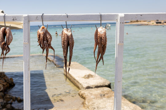 Dead octopuses hanging from hook by Mediterranean beach