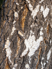 The texture of the birch bark.