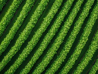 Sustainability resources lifestyle concept. Green crop fields arranged in wavy patterns create a textured landscape view from above.