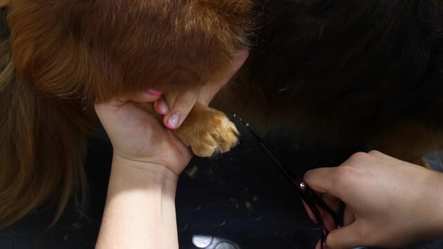 Professional groomer trims a long-haired dachshund's paw using special clippers. The dog's paw is gently held for precise care. Pet grooming, hygiene, and maintenance at a professional salon