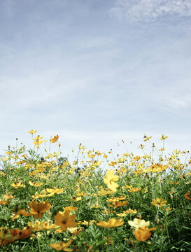 Organic photo colorful summer cosmos floral meadow natural blooming