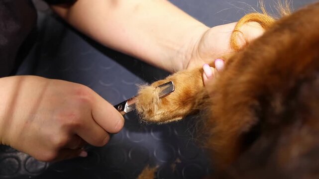 Professional groomer trims a long-haired dachshund's paw using special clippers. The dog's paw is gently held for precise care. Pet grooming, hygiene, and maintenance at a professional salon