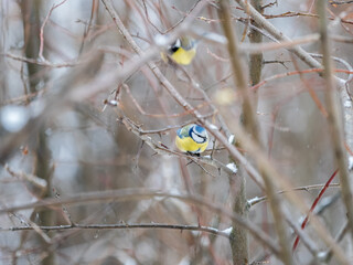 Cute bird, Eurasian blue tit, songbird sitting on a branch without leaves in the autumn or winter