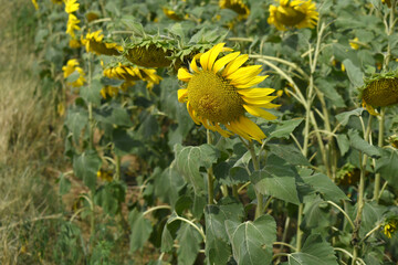 Closeup of a sunflower growing in a field of sunflowers during a nice sunny summer day, Sunflower natural background. flower blooming, Beautiful field of blooming sunflowers, Chakwal, Punjab, Pakistan