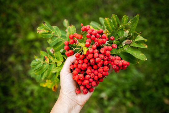 A bunch of bright rowan berries