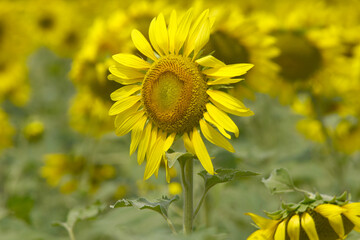 Closeup of a sunflower growing in a field of sunflowers during a nice sunny summer day, Sunflower natural background. flower blooming, Beautiful field of blooming sunflowers, Chakwal, Punjab, Pakistan