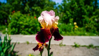 Iris bloom in outdoor garden