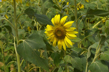 Closeup of a sunflower growing in a field of sunflowers during a nice sunny summer day, Sunflower natural background. flower blooming, Beautiful field of blooming sunflowers, Chakwal, Punjab, Pakistan