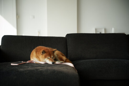 Shiba Inu sleeping on Couch in Sunlight