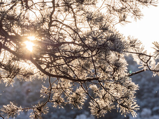 Obraz premium Pine branch with needles is covered with snow in the sunset light
