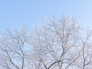Tree branches in winter covered with snow and frost in snowfall on blue sky background. Frozen tree branches.