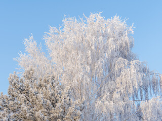 Tree branches in winter covered with snow and frost in snowfall on blue sky background. Frozen tree branches.