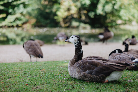 Goose resting on grass near pond