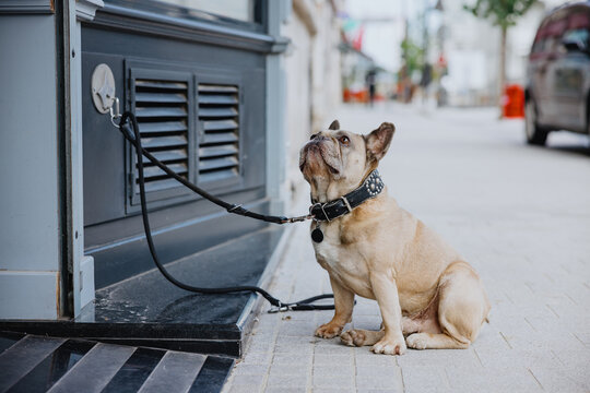 Bulldog on leash sitting by building