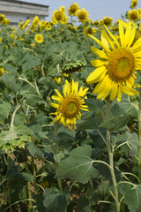 Closeup of a sunflower growing in a field of sunflowers during a nice sunny summer day, Sunflower natural background. flower blooming, Beautiful field of blooming sunflowers, Chakwal, Punjab, Pakistan
