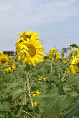 Closeup of a sunflower growing in a field of sunflowers during a nice sunny summer day, Sunflower natural background. flower blooming, Beautiful field of blooming sunflowers, Chakwal, Punjab, Pakistan