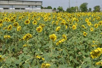 Closeup of a sunflower growing in a field of sunflowers during a nice sunny summer day, Sunflower natural background. flower blooming, Beautiful field of blooming sunflowers, Chakwal, Punjab, Pakistan