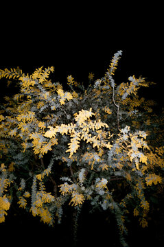 Yellow wattle plant shot at night